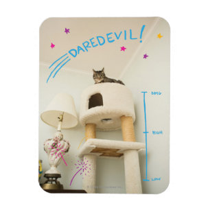 向こう見ず猫 マグネット