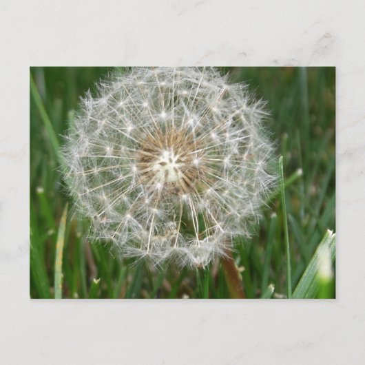 君がここにいたら宜しい ポストカード (正面)