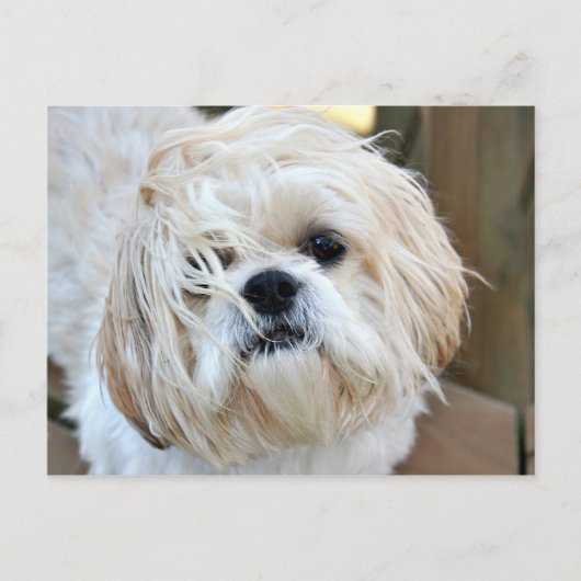 君がここにいることを望む ポストカード (正面)