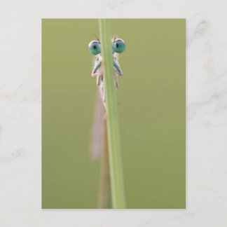 君に目を付ける ポストカード