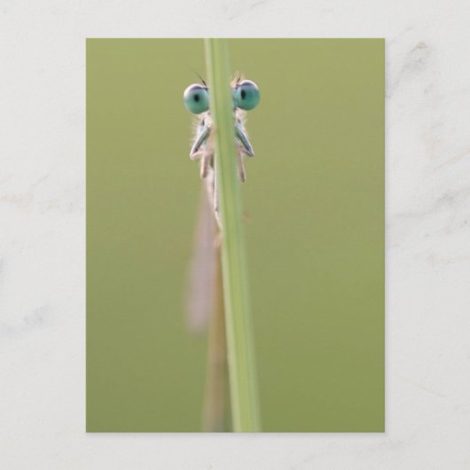 君に目を付ける ポストカード (正面)