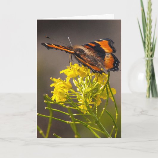 君の考えるミャンベールの亀甲蝶の カード (正面)