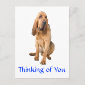 君の考えブラッドハウンド犬の挨拶はがき ポストカード (正面)