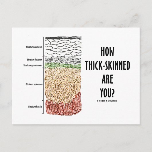 君の肌の色は？（表皮の皮膚層） ポストカード (正面)