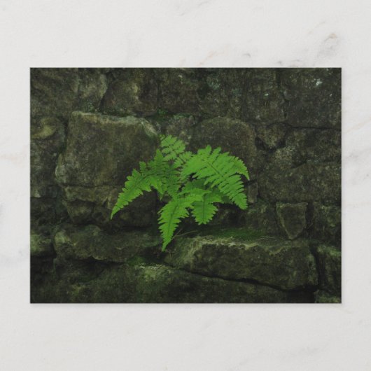 君は生き延び... ポストカード (正面)