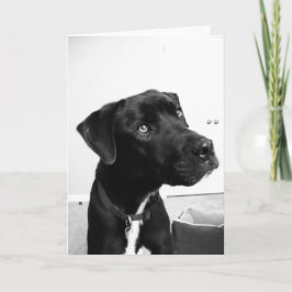 君考えの誕生日 カード