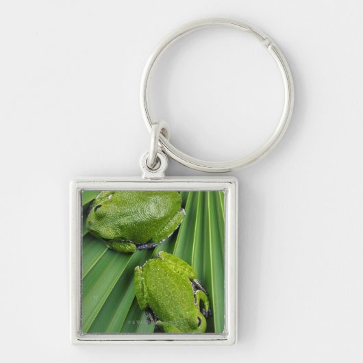 吠えるアマガエル(アマガエル属のgratiosa) キーホルダー (正面)