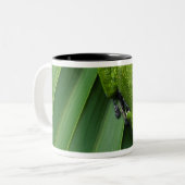 吠えるアマガエル(アマガエル属のgratiosa) ツートーンマグカップ (正面左)