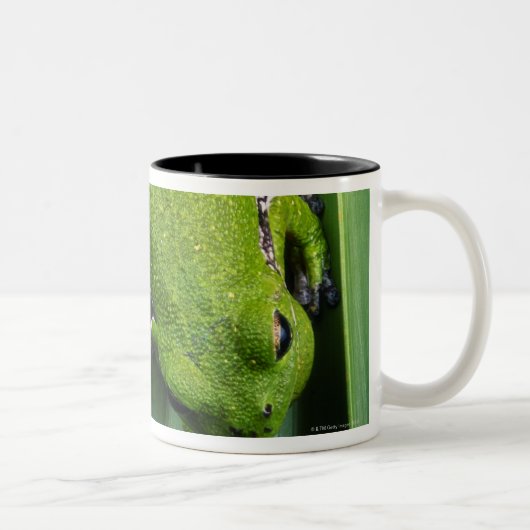 吠えるアマガエル(アマガエル属のgratiosa) ツートーンマグカップ (右)