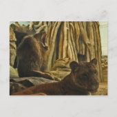 吠えろ！ ポストカード (正面)