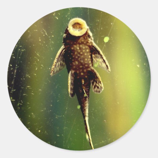 吸盤魚シール ラウンドシール (正面)