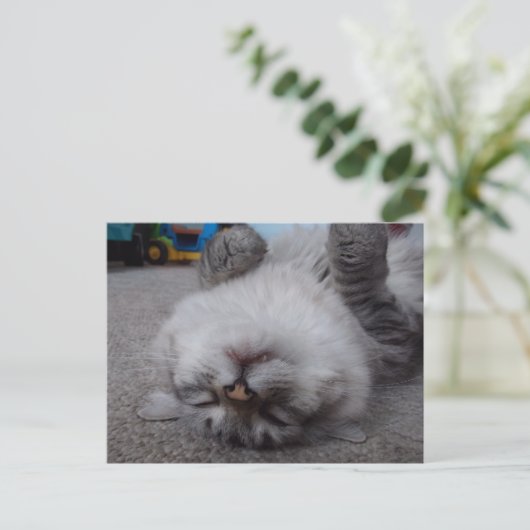 吸血鬼の子猫の郵便はがき ポストカード (スタンド正面)