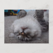 吸血鬼の子猫の郵便はがき ポストカード (正面)