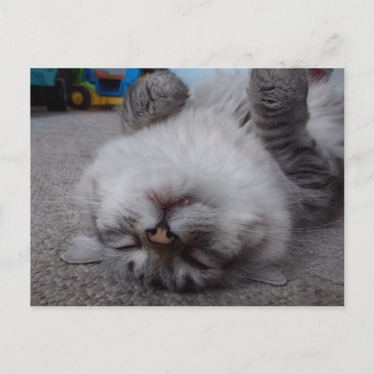 吸血鬼の子猫の郵便はがき ポストカード (正面)