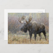 吹雪の中でブルムースと《植物》アスペンの木々 ポストカード (正面/裏面)