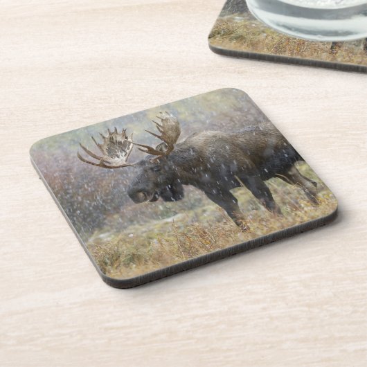 吹雪の中で《植物》アスペンの木々を持つ牛のムース コースター (左側)