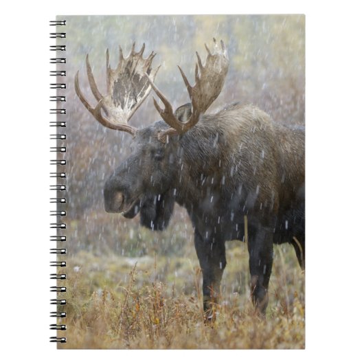 吹雪の中で《植物》アスペンの木々を持つ牛のムース ノートブック (正面)