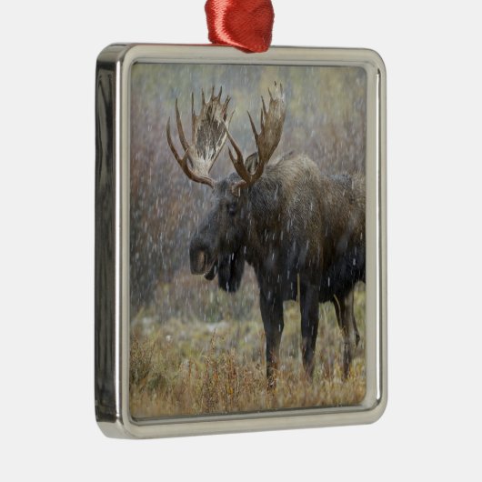 吹雪の中で《植物》アスペンの木々を持つ牛のムース メタルオーナメント (右)