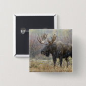 吹雪の中で《植物》アスペンの木々を持つ牛のムース 缶バッジ (正面&裏面)