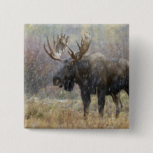 吹雪の中で《植物》アスペンの木々を持つ牛のムース 缶バッジ (正面)