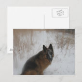 吹雪の中のドイツの羊毛の犬 ポストカード (正面/裏面)