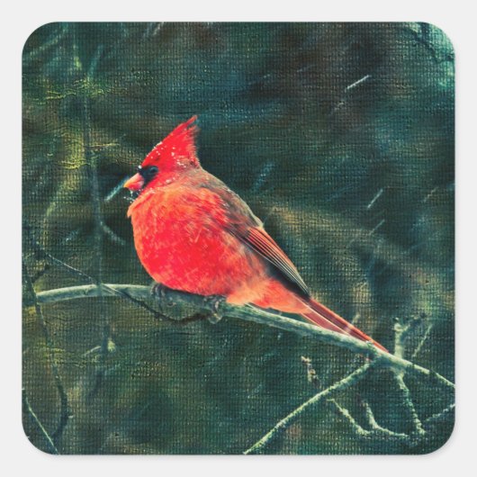 吹雪の冬の(鳥)ショウジョウコウカンチョウ – 拡張 スクエアシール (正面)