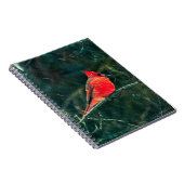 吹雪の冬の(鳥)ショウジョウコウカンチョウ – 拡張 ノートブック (右側)