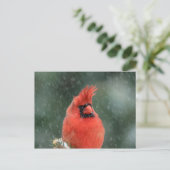 吹雪の間の松の（鳥）ショウジョウコウカンチョウ ポストカード (スタンド正面)