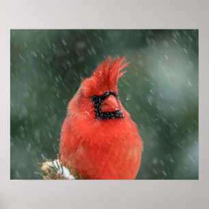 吹雪の間の20x16松の木の(鳥)ショウジョウコウカンチョウ ポスター