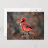 吹雪はがき（鳥）ショウジョウコウカンチョウ ポストカード (正面/裏面)