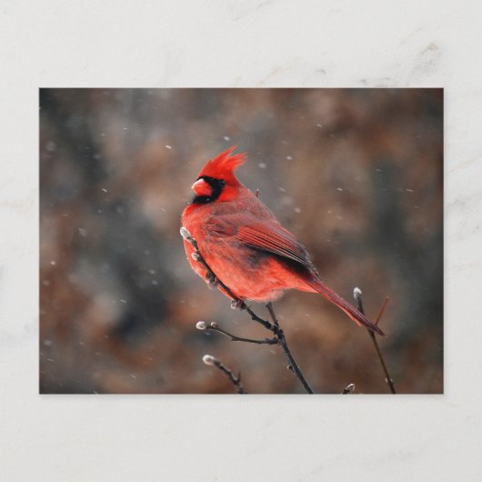 吹雪はがき（鳥）ショウジョウコウカンチョウ ポストカード (正面)