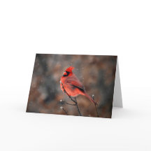 吹雪ノートカードの耐震（鳥）ショウジョウコウカンチョウ