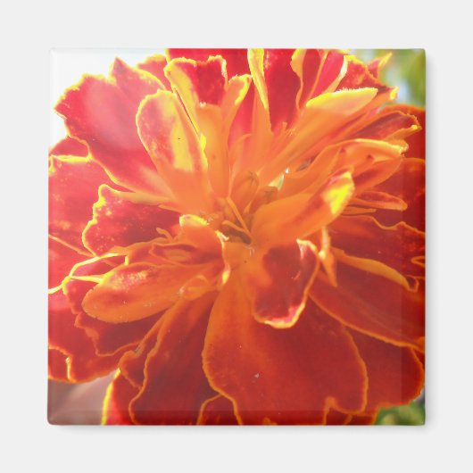 吻合 マグネット (正面)