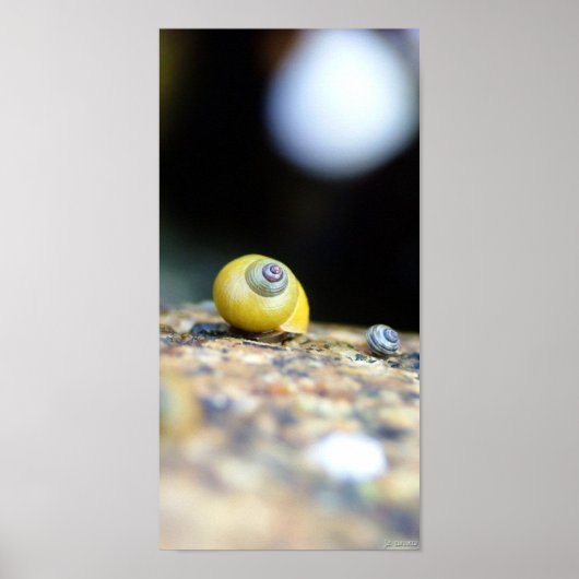 [周回足首] ポスター (正面)