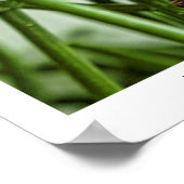 周期性セミ大型昆虫マクロ写真 ポスター (角)