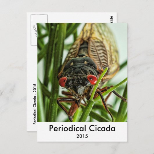 周期性セミ大型昆虫マクロ写真 ポストカード (正面/裏面)