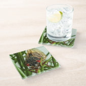 周期性セミ大型昆虫自然写真 ガラスコースター (アングル)