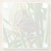 周期性セミ大型昆虫自然写真 ガラスコースター (裏面)