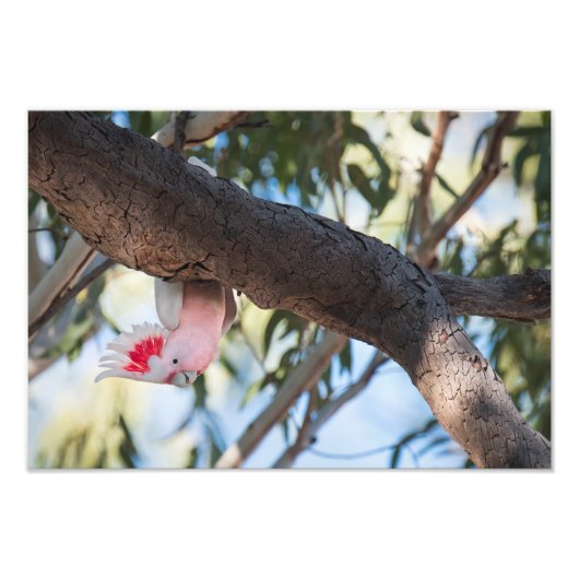 「呼ぶのか?」 ミッ専攻のチェルのCockatoo写真プリント フォトプリント (正面)