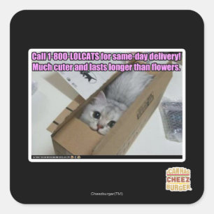 呼出し1-800-LOLCATS スクエアシール