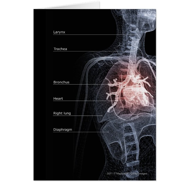 呼吸器およびハートの図表 (正面)