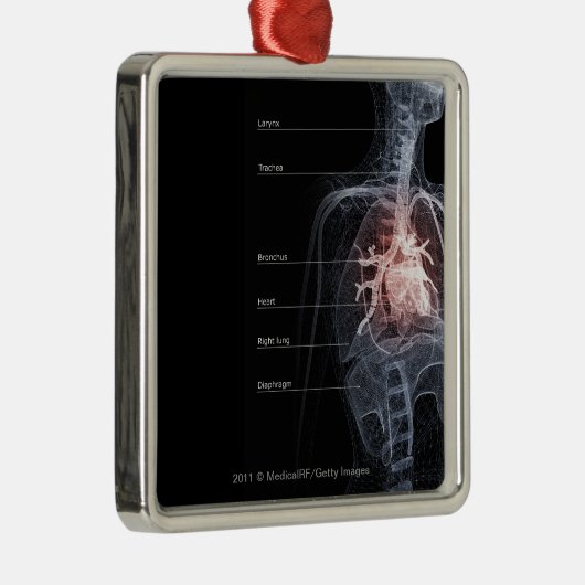呼吸器およびハートの図表 メタルオーナメント (右)
