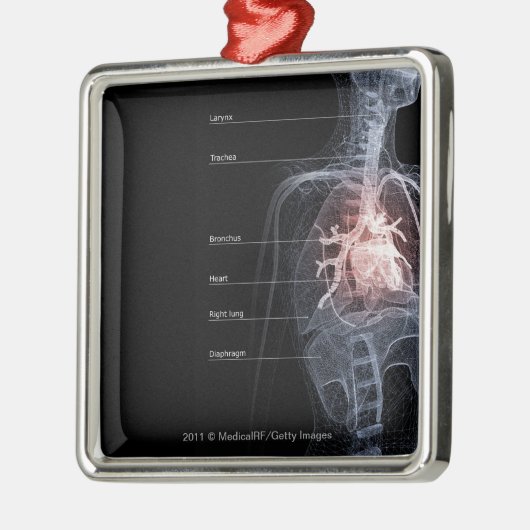 呼吸器およびハートの図表 メタルオーナメント (左)