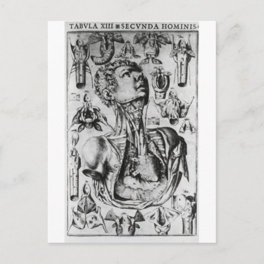 呼吸器の解剖学 ポストカード (正面)