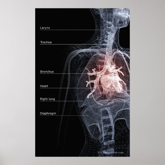 呼吸器系とハート図 ポスター (正面)