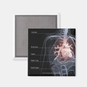 呼吸器系とハート図 マグネット (正面/裏面)