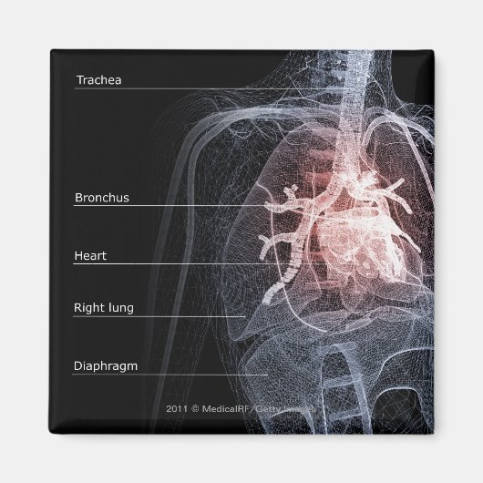 呼吸器系とハート図 マグネット (正面)