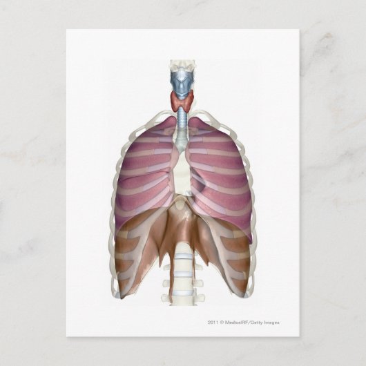 呼吸描写系の3d数 ポストカード (正面)