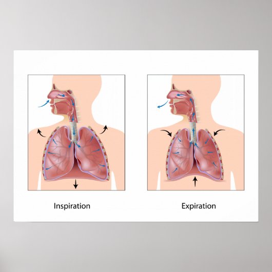 呼吸:インスピレーション呼気ポスター ポスター (正面)