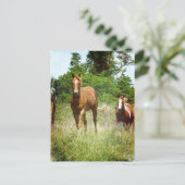 呼来び出されたとき二頭の馬 ポストカード (スタンド正面)